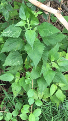Ageratina altissima