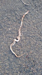 Wallaceophis gujaratensis