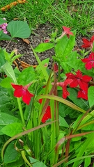 Nicotiana alata