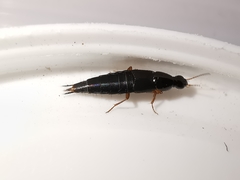 Quedius semiobscurus