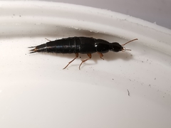 Quedius semiobscurus