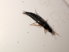 Quedius semiobscurus