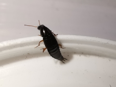 Quedius semiobscurus