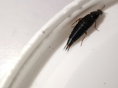 Quedius semiobscurus