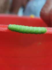 Orthosia cerasi