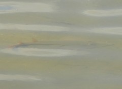 Aptychotrema rostrata