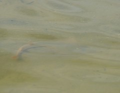 Aptychotrema rostrata