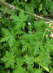 Geranium sibiricum