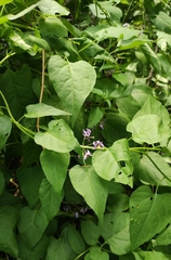 Solanum dulcamara