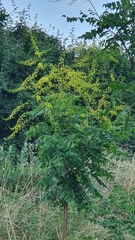 Koelreuteria paniculata