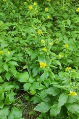 Geum aleppicum