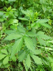 Agrimonia pilosa