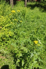 Sisymbrium loeselii