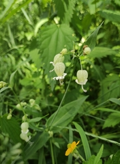 Silene vulgaris