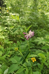 Trifolium lupinaster