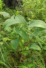 Polygonatum odoratum