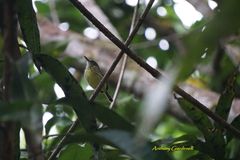 Todirostrum maculatum