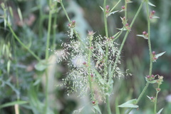 Apera