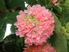 Dombeya × cayeuxii