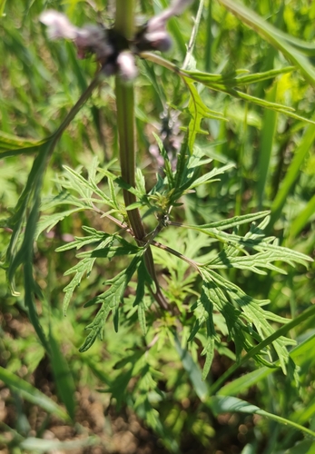 Image of Leonurus Deminutus (Leonurus deminutus) by (c) Юлия, some rights reserved (CC BY)