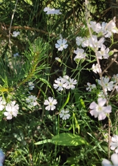 Silene linnaeana