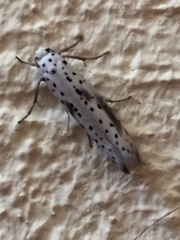 Yponomeuta irrorellus