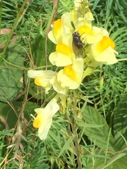 Yponomeuta irrorellus