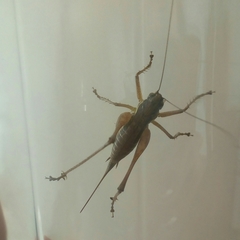 Pachytrachis gracilis