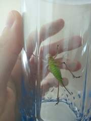 Pachytrachis gracilis