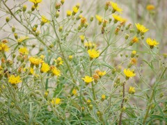 Hieracium umbellatum