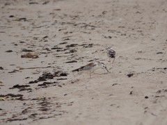 Chroicocephalus ridibundus