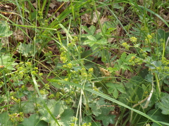 Alchemilla tubulosa