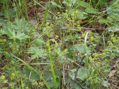 Alchemilla tubulosa