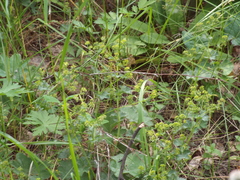 Alchemilla tubulosa