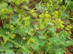 Alchemilla tubulosa
