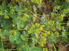 Alchemilla tubulosa
