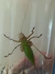 Pachytrachis gracilis