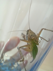 Pachytrachis gracilis