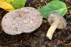 Lactarius circellatus