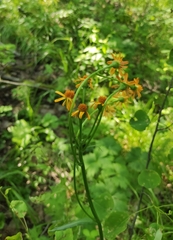 Tephroseris porphyrantha
