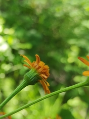 Tephroseris porphyrantha