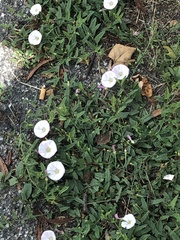 Convolvulus arvensis