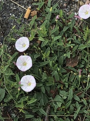 Convolvulus arvensis