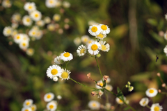 Erigeron annuus
