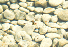 Limnoporus