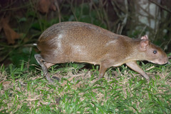 Dasyprocta variegata