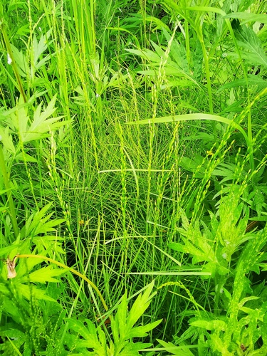 Glyceria alnasteretum iNat (1)