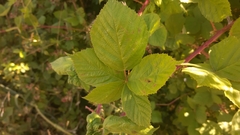 Rubus lainzii