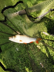 Leuciscus idus