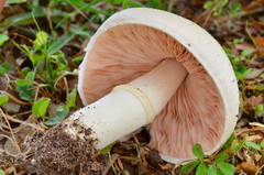 Agaricus